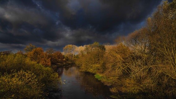 Am Ufer der Aller stehen Bäume mit Herbstlaub, darüber ist ein dunkler Wolkenhimmel zu sehen, der sich im Wasser spiegelt, in dem Laub schwimmt. © NDR Foto: Michael Bendewald