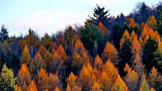 Die Herbstsonne scheint auf Lärchen in einem Waldstück in Wolfshagen. © NDR Foto: Helmut Plümer