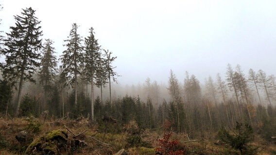 Eine Waldlichtung im Nebel © NDR Foto: Jutta Fricke