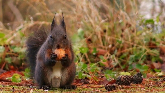 Ein Eichhörnchen frisst eine Walnuss. © NDR Foto: Christian Wuerzbach