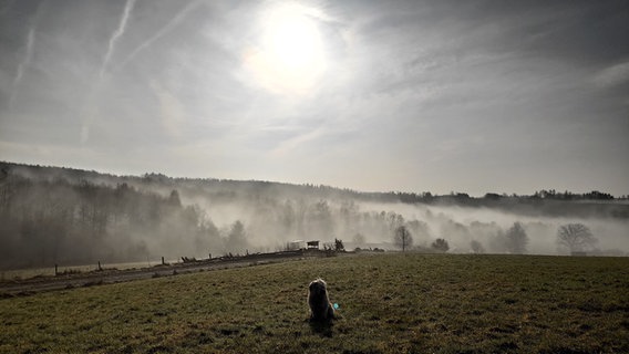 Ein Hund sitzt im Harz auf einer Wiese. © NDR Foto: Dirk Sommer