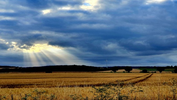 Ein Feld in der in der südlichen Göttinger Feldmark. © NDR Foto: Maria Denecke