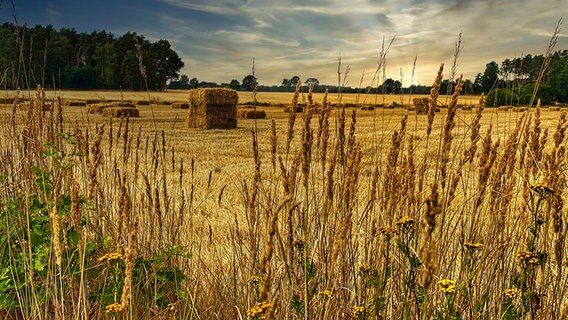 Quaderballen auf einem Feld. Dahinter blauer Himmel und Wolken. © NDR Foto: Rita Temme