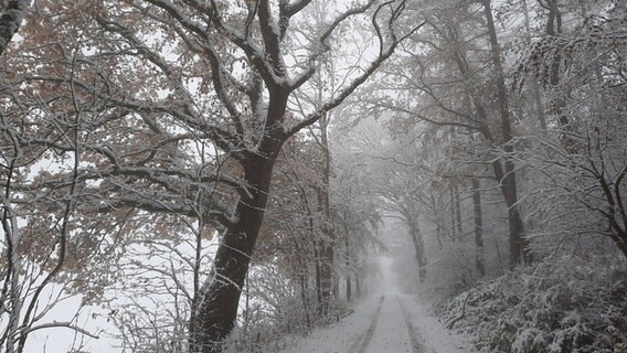 Ein Waldweg im Schnee am Hohen Rott in Kalefeld im Vorharz © NDR Foto: Falk Schwarz