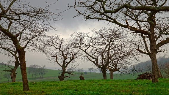 Ein Blick auf eine Streuobstwiese mit laublosen Bäumen. © NDR Foto: Horst Kumpf