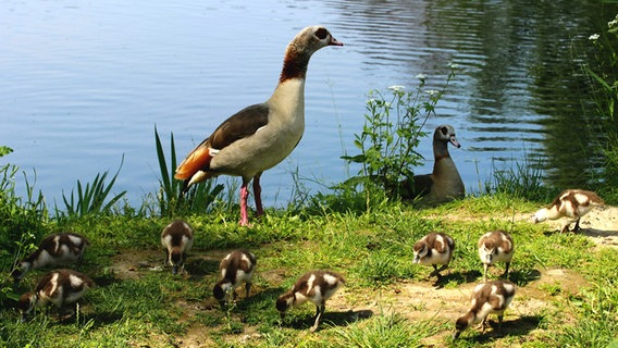 Gänse am Ufer des Strohmühlenteichs in Helmstedt. © NDR Foto: Alfred Gogolin