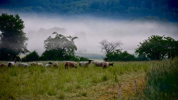 Schafe stehen im Nebel auf einer Wiese im Wesertal. © NDR Foto: Christian Bischoff