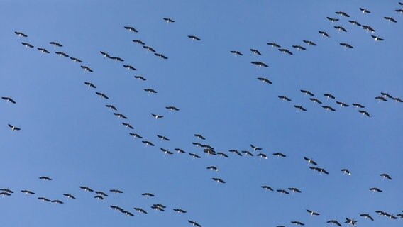 Kraniche fliegen am blauen Himmel. © NDR Foto: Klaus Nagel