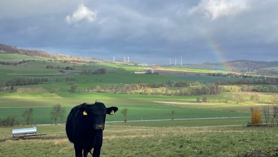 Eine Kuh steht neben einem Regenbogen. © NDR Foto: Falk Schwarz