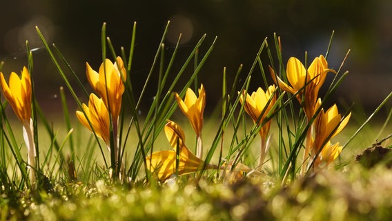 Krokusse blühen in einem Garten. © NDR Foto: Thomas Schrader