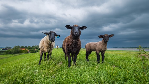 Neugierige Schafe am Deich der Ems bei Terborg (Landkreis Leer) in Ostfriesland. © NDR Foto: Thomas Heyen
