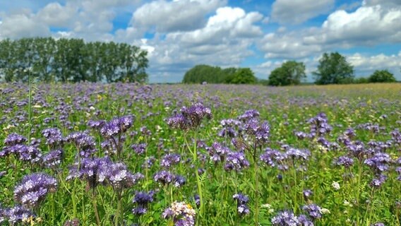 Blaues Blütenmeer in den Herzogsbergen in Cremlingen (Landkreis Wolfenbüttel). © NDR Foto: Ina Mönch