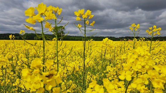 Der Raps blüht auf einem Feld in der Wesermarsch bei Bühren (Landkreis Göttingen). © NDR Foto: Evelyn Gesell