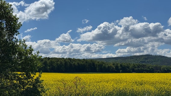 Ein blühendes Rapsfeld und eine Wald, im Hintergrund der Brocken © NDR Foto: Melanie Steffen