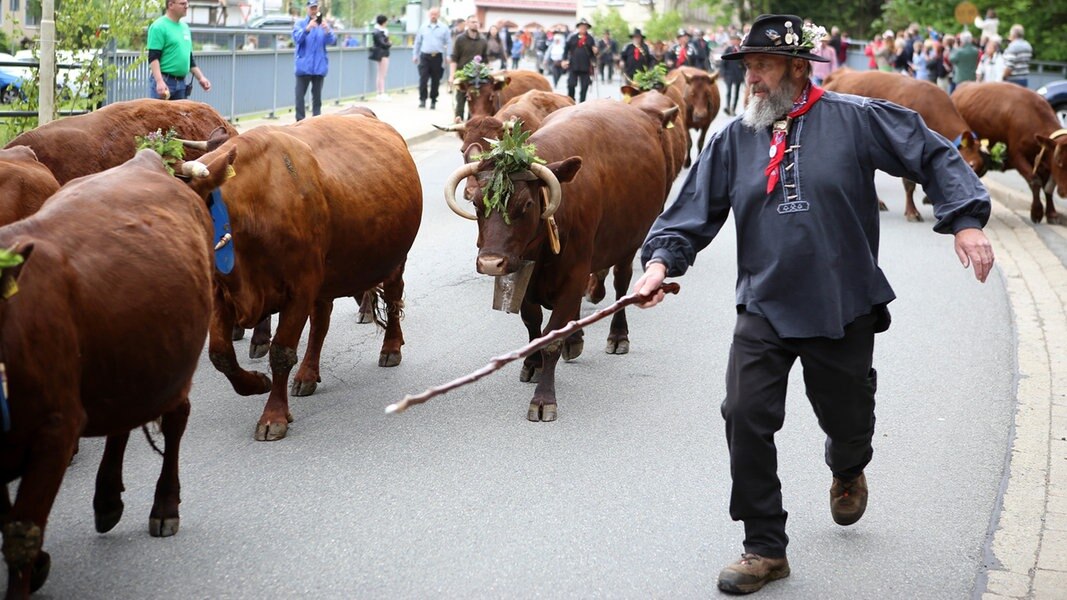 Wildemann: Ein Kuhhirte begleitet während des traditionellen Viehaustriebs eine Herde von 18 Kühen und zwei Kälbern des Harzer Roten Höhenviehs durch den Ort.