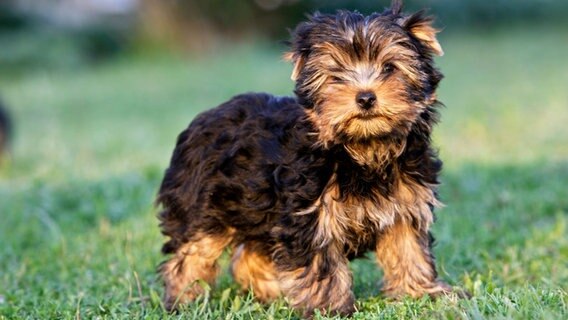 Yorkshire Terrier-Welpe steht auf Rasen. © picture alliance / WILDLIFE 