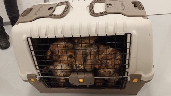 Vier Yorkshire Terrier sitzen in einer Transportbox. © Hauptzollamt Braunschweig 