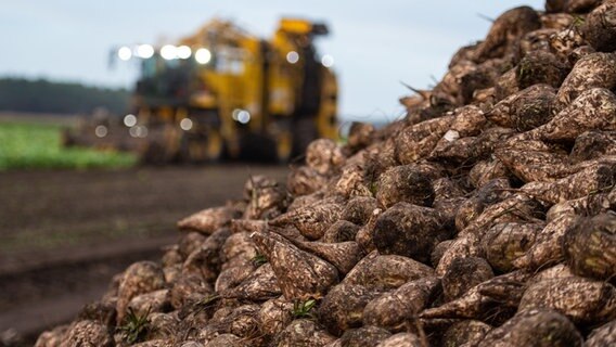 Ein Berg Zuckerrüben, dahinter ein Rübenroder. © dpa-Bildfunk Foto: Philipp Schulze