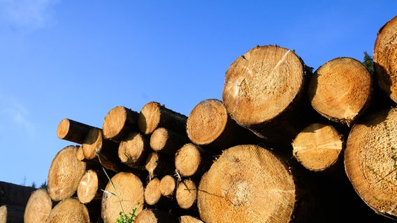 Abgeholzte Bäume für Brennholz liegen in einem Waldgebiet bei Springe. © dpa-Bildfunk Foto: Julian Stratenschulte