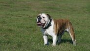 Ein Hund der Rasse Englische Bulldogge steht auf einer Wiese. © picture alliance / blickwinkel/B. Rainer Foto: B. Rainer