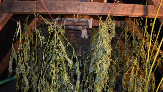 Cannabispflanzen sind zum Trocknen in einer Wohnung aufgehängt. Cannabispflanzen sind zum Trocknen in einer Wohnung aufgehängt. © Polizei Nordhorn