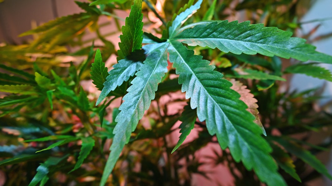 Cannabispflanzen stehen dicht beieinander.