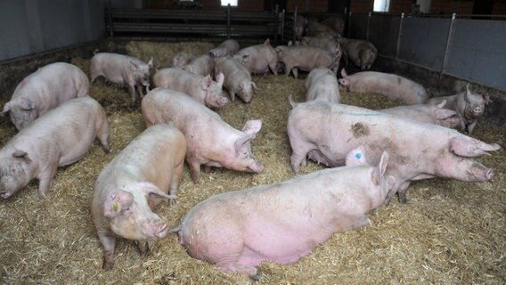 Schweine stehen und liegen im Stall. © dpa-Bildfunk Foto: Jaspersen, Carmen
