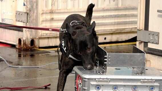 Ein Hund des Zolls sucht an einem Gerät nach Drogen in einem Container. © TeleNewsNetwork 