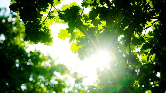 Die Sonne scheint durch die Blätter einer Eiche. © picture alliance/dpa Foto: Sina Schuldt