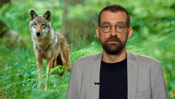 Helmut Eickhoff, Redaktion Landespolitik, im Hintergrund das Bild eines Wolfes © NDR 