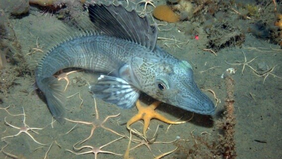 Ein Eisfisch schwimmt im Wasser. © picture-alliance Foto: Julian Gutt