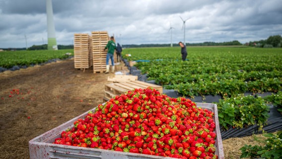 Erdbeeren einer remontierenden (immer tragenden) Sorte werden zum Ende der Erdbeersaison auf einem Feld geerntet. © picture alliance/dpa Foto: Sina Schuldt