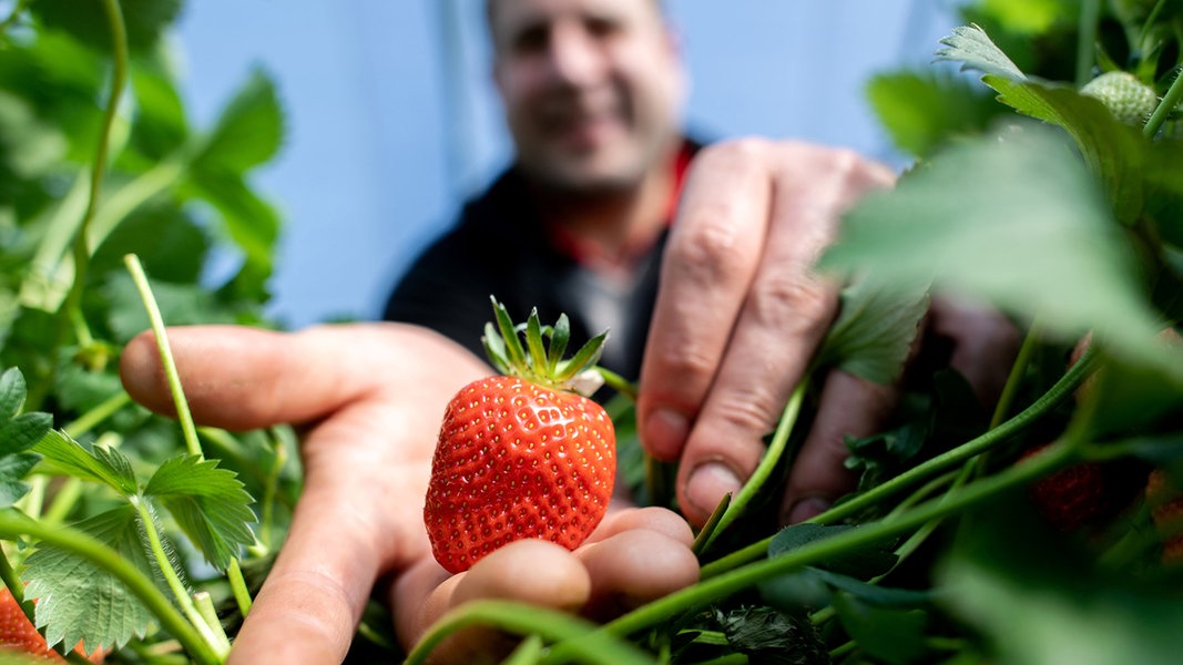Maximilian Roth, Landwirt und Geschäftsführer vom Erdbeerparadies Krähenwinkel in Langenhagen, hält in einem Folientunnel eine reife Erdbeere in der Hand. 