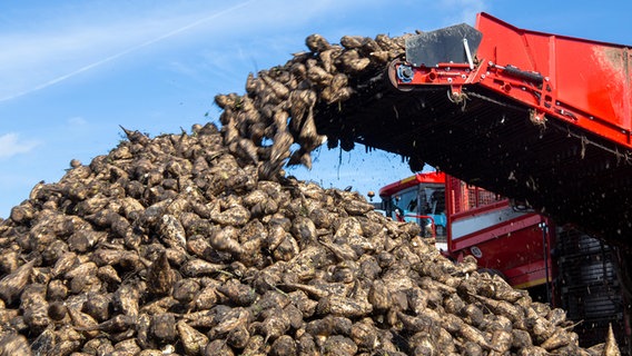 Von einem Rübenroder werden Zuckerrüben verladen. © picture alliance / CHROMORANGE Foto: Udo Herrmann