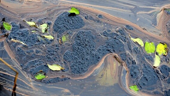 Auf der Wasseroberfläche eines Flusses schwimmt eine schwere Ölschicht. © dpa - Bildfunk Foto: Carmen Jaspersen