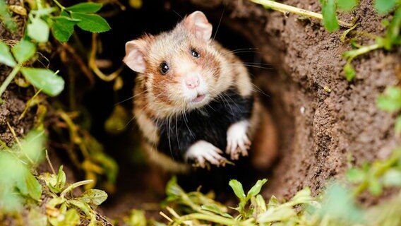 Ein Feldhamster schaut neugierig aus seinem Bau. © dpa Foto: Uwe Ansprach