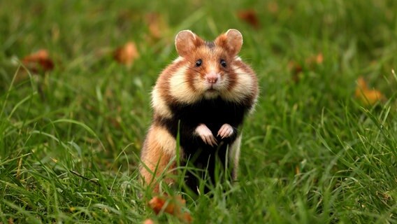 Ein Feldhamster sitzt aufrecht im Gras. © picture alliance/blickwinkel Foto: S. Meyers