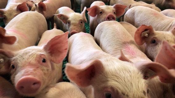 Ferkel drängen sich in einem Stall. © NDR 
