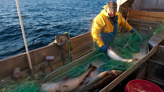 Ein Fischer holt halt an Bord eines Schiffes gefangenen Kabeljau aus den Netzen. © picture alliance/Bildagentur-online/Nilsen-McPhoto 