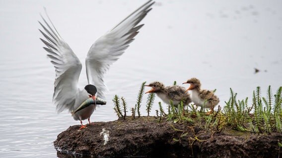 Eine Flussseeschwalbe mit Küken hat einen Fisch im Schnabel. Eine Flussseeschwalbe mit Küken hat einen Fisch im Schnabel. © picture alliance / Hinrich Bäsemann Foto: Hinrich Bäsemann