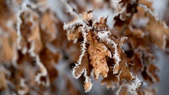 Leichter Frost hat sich bei sonnigem Winterwetter an herbstlichem Laub abgesetzt. © picture alliance/dpa | Hauke-Christian Dittrich Foto: Hauke-Christian Dittrich