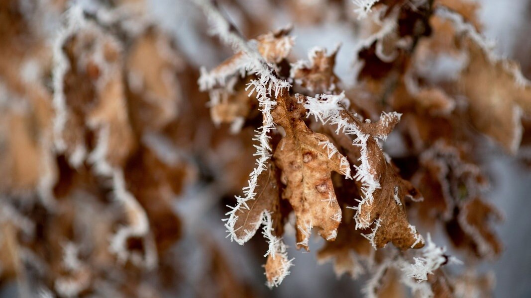 Leichter Frost hat sich bei sonnigem Winterwetter an herbstlichem Laub abgesetzt.
