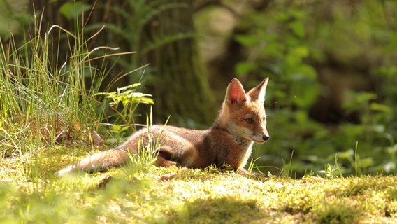 Ein Fuchs sitzt in der Sonne. © NDR Foto: Folkert Christoffers