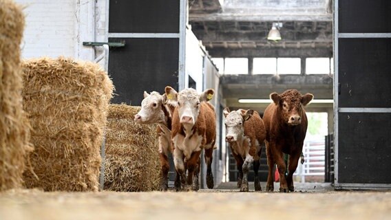 Rinder laufen durch eine Halle. © picture alliance/dpa Foto: Lars Penning