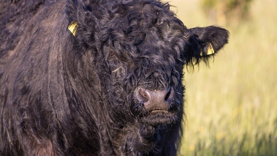 Ein Galloway-Rind steht auf einer Wiese. © picture alliance/dpa Foto: Frank Hammerschmidt