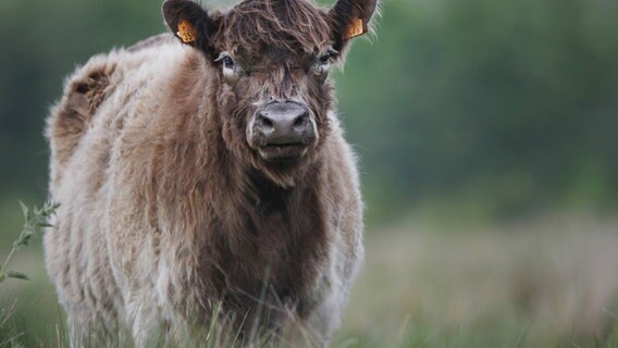 Ein Galloway steht auf einer Wiese. © picture alliance | blickwinkel | W. Pattyn Foto: W. Pattyn