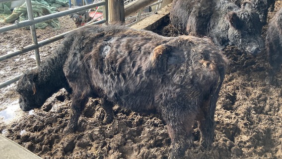 Gallowayrinder sind in einem schlechten Zustand. © Landkreis Göttingen 