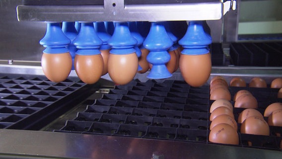 Hühnereier in einer Maschine zur Geschlechtsbestimmung von Bruteiern. © NDR 