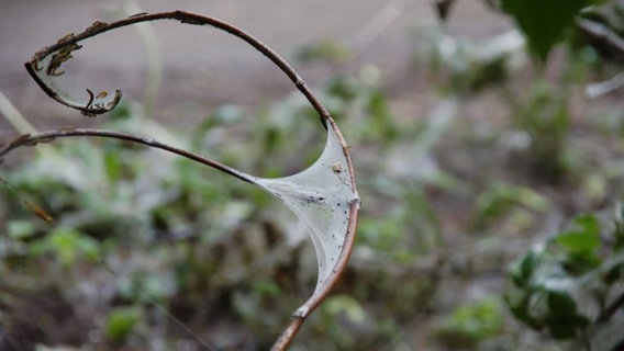 Ein Ast ist von der Gespinstmotte eingesponnen. © NDR.de Foto: Martin Bremer