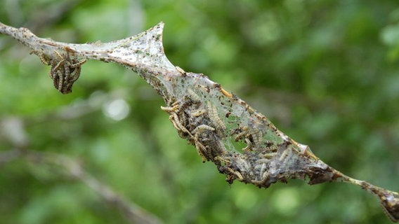 Die spinnen, die Motten! NDR.de Ratgeber Garten